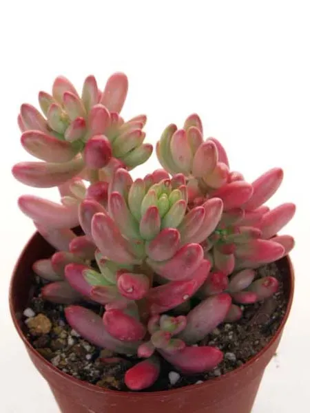 多肉植物 オーロラの育て方：初心者でも驚くほど簡単に、完璧に育てるコツ